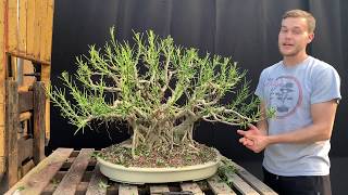 Dwarf Schefflera Bonsai Makeover at The Bonsai Supply [upl. by Aiela729]