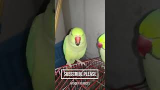 Parrot parakeet chirping TalkingParrot mitthu mitthu Angry birds mittoo parrot sound [upl. by Viv]