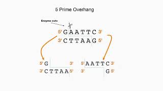 DNA Restriction Enzymes Digestion Temperature [upl. by Rodmur876]