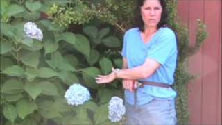 pruning hydrangeas 1 macrophylla serrata [upl. by Nnomae]