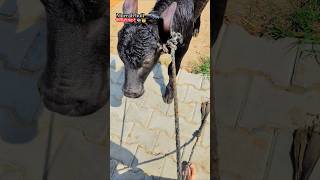 Murrah bull🐃❤️‍🔥  murrabull desibalak dairyfarm villagevlog shortsf dailyshorts [upl. by Vivien]