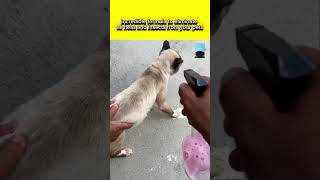 Eliminate all fleas and insects from your pets shorts shortsvideo shortsfeed [upl. by Akkinahs]