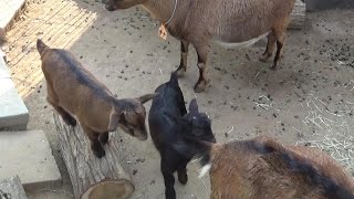 ヤギの赤ちゃんが。。。⁉ Very cute baby goat【Cute animal baby videos】【こども動物自然公園】 [upl. by Noirrad]