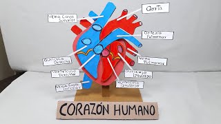 MAQUETA del CORAZÓN HUMANO FÁCIL y RÁPIDO de HACER con MATERIALES CASEROS  EL CORAZÓN y sus PARTES [upl. by Eisserc]