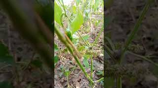 Red and green chili in same plant  power of nature  greenfood vegitables baby [upl. by Winstonn924]