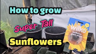 How to grow super tall sunflowers part 1 [upl. by Ursas]