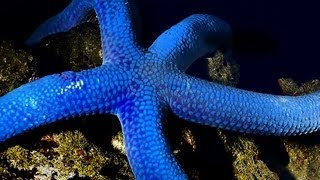 Blue Starfish in big haste  Time lapse movie [upl. by Leanatan]