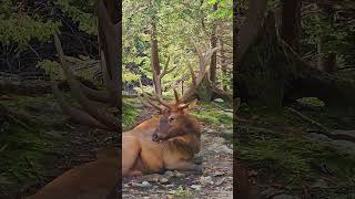 Huge Bull Elk During the Rut Season shorts wildlife [upl. by Caralie890]