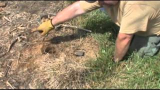 catching a coyote in trap understanding the trap placement in open fields [upl. by Namyac]