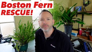 Boston Fern Rescue amp Care Guide  Nephrolepis exaltata Bostoniensis [upl. by Karrie]