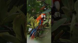 MindBlowing Facts About Scarlet Macaws animal facts birds [upl. by Salisbarry]