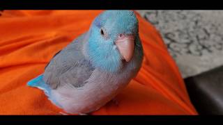 Blue parrotlet singing [upl. by Celinda763]