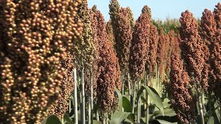 Manejo y beneficios del sorgo forrajero en ganadería [upl. by Tdnerb]