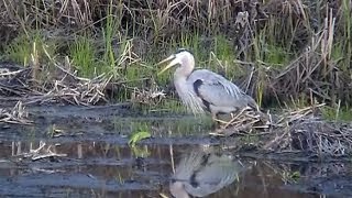 Great Blue Heron Hunting and Eating a Large Frog [upl. by Jedidiah]