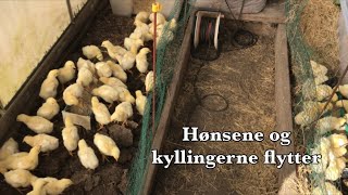 Hønsene og kyllingerne flytter [upl. by Iverson]