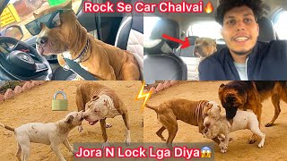 India M First Time Dog N Car Chalai🔥Rock Heavy Driver😎 Jora N Lock Lga Diya😰 [upl. by Esimehc336]