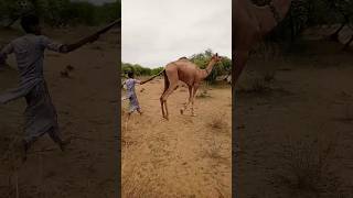 camel running fast sorts [upl. by Onidranreb]