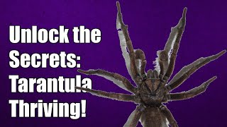 Unlock the Secrets Signs Your Tarantula Raising Program is Thriving [upl. by Nam]