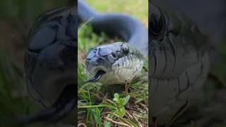 Making Friends With A Black Rat Snake snake wildlife reptiles animals [upl. by Hammond]