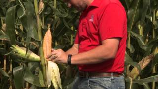 Estimating Corn Yields  Nathan Mueller  September 18 2015 [upl. by Musihc951]