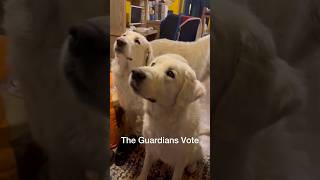 The Guardians Vote Again [upl. by Lynette]