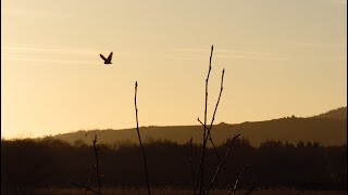 In Search of a Shorteared Owl [upl. by Yelnoc58]