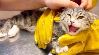 Angry kitten fighting with vet like lion How to deal with angry cat and ferocious cat [upl. by Gnim257]