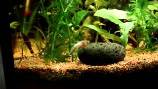 Otocinclus beim Fressen an der Aquarienscheibe [upl. by Dranyam]