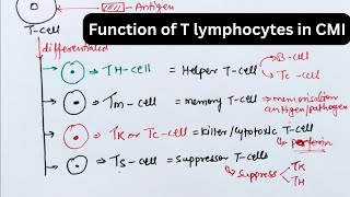 Function of T lymphocytes in cell mediated Immunity tcells tlymphocytes immunesystemclass12 [upl. by Barri]