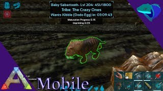 IMPRINTED SABERTOOTH BREEDING Ark Mobile S1E26 [upl. by Drarig]