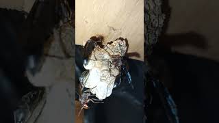 how pet thread waisted wasp larvae wiggle pupate in cell silk cocoonrooster crow chicks soundviral [upl. by Oryaj337]