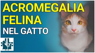 Acromegalia felina nel gatto [upl. by Truman587]