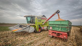 Kukurydza 2023🌽  Claas Mega 208ampGrecavampZetor 8111GRNOWICKI [upl. by Tillford]