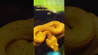 Rainforest Hike at Místico Arenal Hanging Bridges 🌿  Arenal Volcano amp Eyelash Viper CloseUp 🐍 [upl. by Bergstrom734]