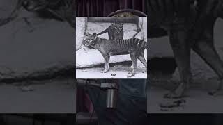 Thylacine spotted by biologist [upl. by Livia]