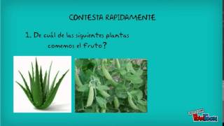 LAS PLANTAS Y SU UTILIDAD [upl. by Atima]