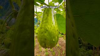 Chayote Is It a Fruit or Vegetable Discover Its True Nature plants travel [upl. by Sorci]