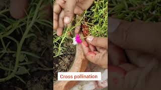 Cross pollination shortvideo [upl. by Ennaej]