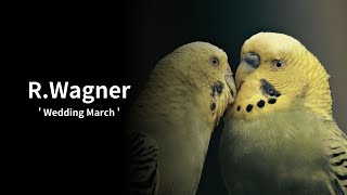 ワーグナー【結婚行進曲】RWagner【Wedding March】 [upl. by Hurleigh606]