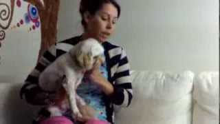 Learn to brush your dogs teeth at home [upl. by Taka]