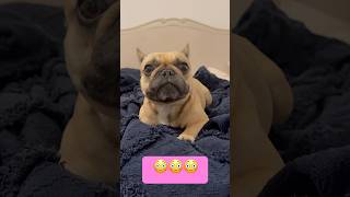 Mega super ZOOMIES crazyfrenchbulldog [upl. by Copeland920]