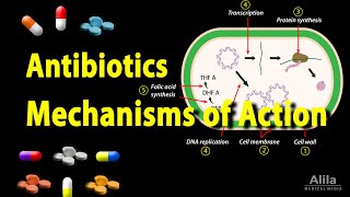 Antibiotics  Mechanisms of Action Animation [upl. by Anrapa]