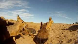 Maras de la Patagonia [upl. by Yhtur]