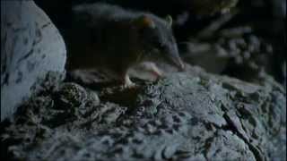 Antechinus Semelparity [upl. by Morehouse831]