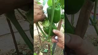 Growing Capsicum Shorts garden farming 💕 [upl. by Terrye]