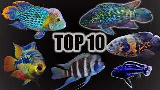 Top 10 Cichlid Tank Setups amp Stocking Ideas [upl. by Salta]