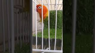 Beautiful Opaline Lovebirds  lutino opaline shortsviral lovebird [upl. by Lundquist]