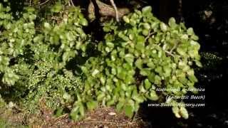 Nothofagus antarctica Antarctic Beech [upl. by Rehoptsirhc]