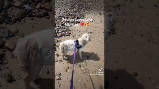 ❤️ Georgie The Malshipoo Loves Lake Michigan ❤️ [upl. by Enileve]