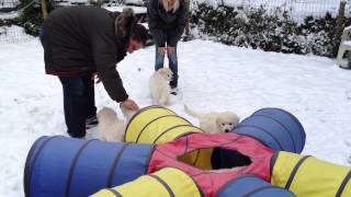 Kuvasz Welpen im Schnee [upl. by Stewardson]